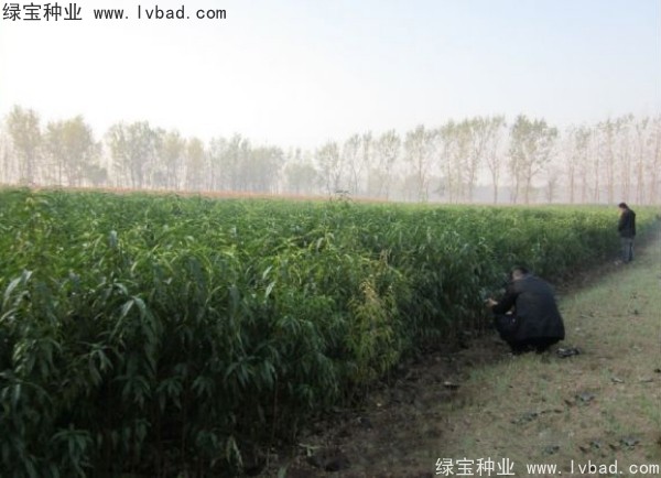 <a href='http:///linmuzhongzi/1723.html' target='_blank'>桃樹種子</a>