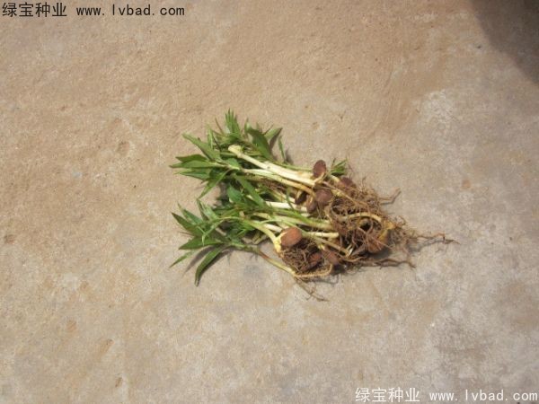 <a href='http:///linmuzhongzi/1723.html' target='_blank'>桃樹</a><a href='http:///' target='_blank'>種子</a>
