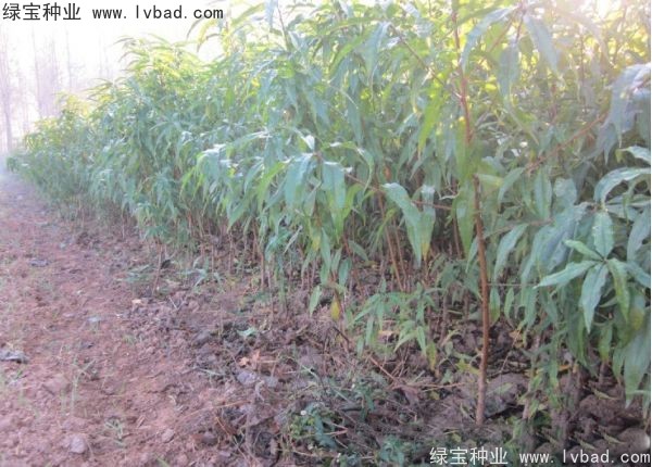 <a href='http:///linmuzhongzi/1723.html' target='_blank'>桃樹種子</a>