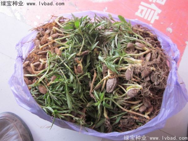 <a href='http:///linmuzhongzi/1723.html' target='_blank'>桃樹</a><a href='http:///' target='_blank'>種子</a>