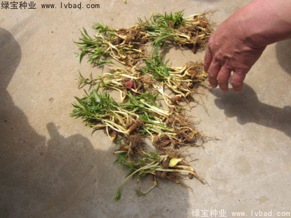 <a href='http:///linmuzhongzi/1723.html' target='_blank'>桃樹種子</a>