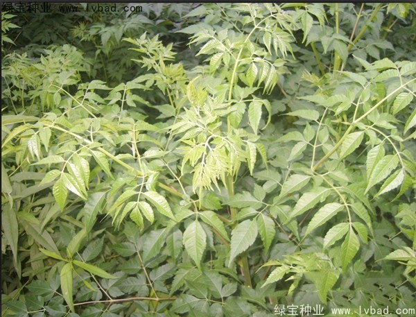苦楝<a href='http:///' target='_blank'>種子</a>