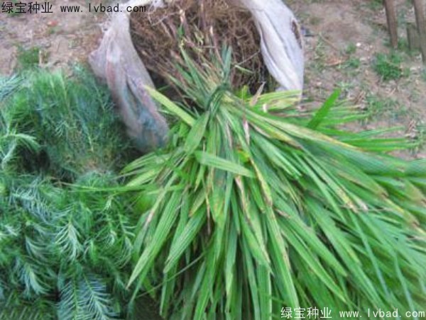<a href='http:///linmuzhongzi/1727.html' target='_blank'>棕櫚種子</a>