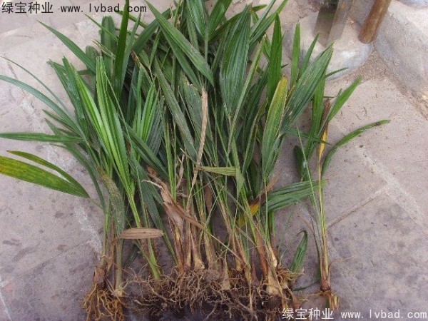 <a href='http:///linmuzhongzi/1727.html' target='_blank'>棕櫚種子</a>