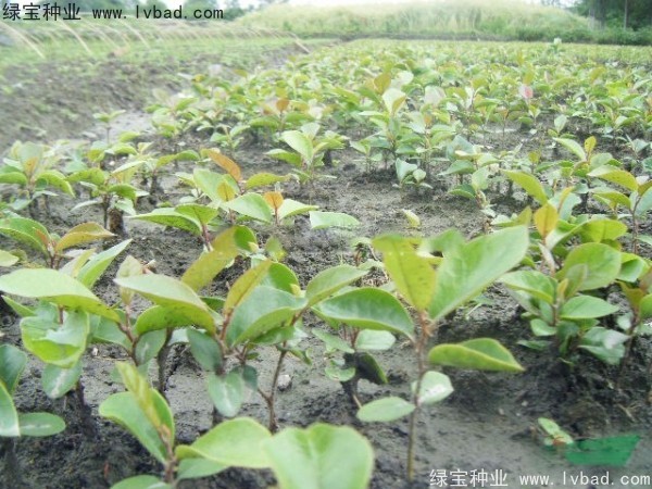中華<a href='http:///linmuzhongzi/2255.html' target='_blank'>蚊母種子</a>