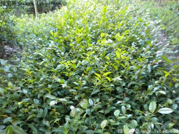 <a href='http:///linmuzhongzi/1736.html' target='_blank'>中華蚊母種子</a>