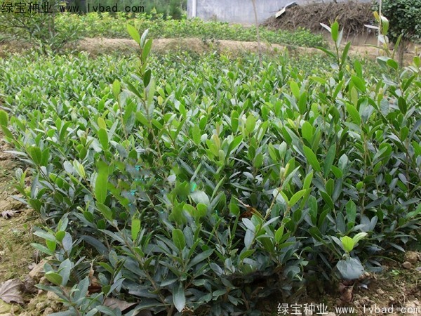 中華<a href='http:///linmuzhongzi/2255.html' target='_blank'>蚊母種子</a>