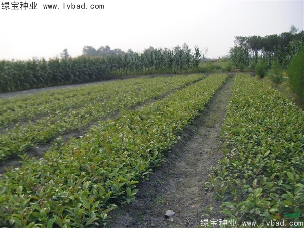 <a href='http:///linmuzhongzi/1736.html' target='_blank'>中華蚊母</a><a href='http:///' target='_blank'>種子</a>