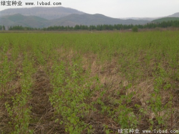 白樺<a href='http:///' target='_blank'>種子</a>