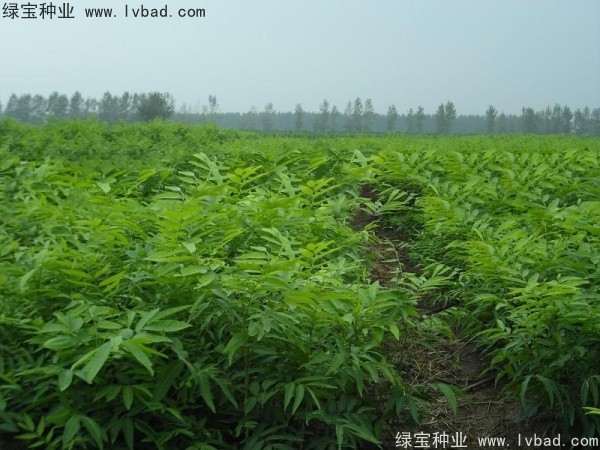 <a href='http:///linmuzhongzi/1742.html' target='_blank'>無患子</a><a href='http:///' target='_blank'>種子</a>