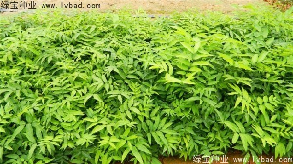 <a href='http:///linmuzhongzi/1742.html' target='_blank'>無患子種子</a>