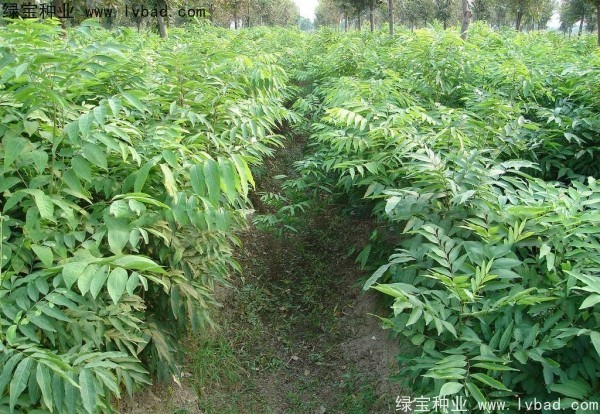 <a href='http:///linmuzhongzi/1742.html' target='_blank'>無患子種子</a>