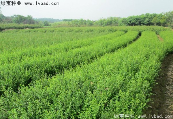 <a href='http:///linmuzhongzi/1743.html' target='_blank'>小葉女貞種子</a>
