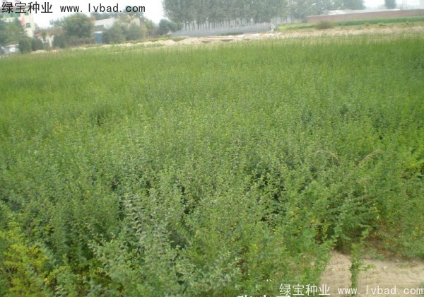 <a href='http:///linmuzhongzi/1743.html' target='_blank'>小葉女貞種子</a>
