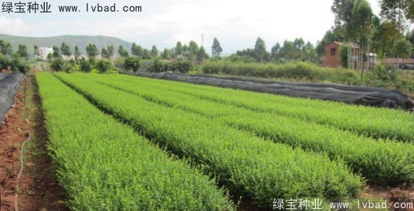<a href='http:///linmuzhongzi/1743.html' target='_blank'>小葉女貞</a><a href='http:///' target='_blank'>種子</a>
