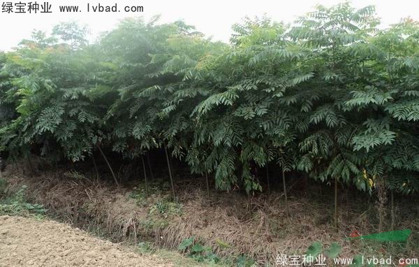 <a href='http:///linmuzhongzi/1745.html' target='_blank'>黃山欒樹種子</a>
