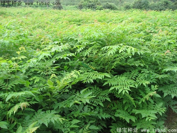 <a href='http:///linmuzhongzi/1745.html' target='_blank'>黃山欒樹種子</a>