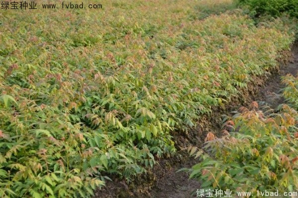 黃山<a href='http:///linmuzhongzi/1710.html' target='_blank'>欒樹種子</a>