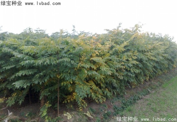 黃山<a href='http:///linmuzhongzi/1710.html' target='_blank'>欒樹種子</a>