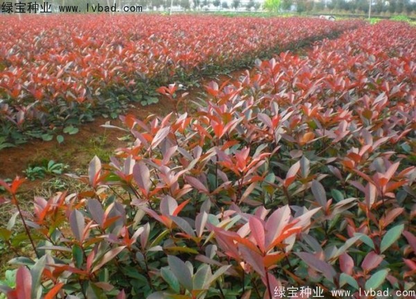 紅葉石楠<a href='http:///' target='_blank'>種子</a>