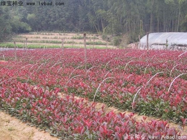 <a href='http:///linmuzhongzi/1747.html' target='_blank'>紅葉石楠種子</a>
