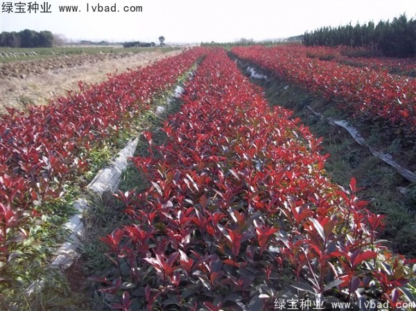 <a href='http:///linmuzhongzi/1747.html' target='_blank'>紅葉石楠種子</a>