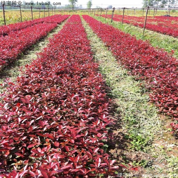 紅葉石楠<a href='http:///' target='_blank'>種子</a>