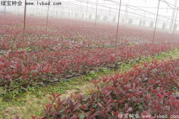<a href='http:///linmuzhongzi/1747.html' target='_blank'>紅葉石楠種子</a>