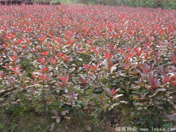 紅葉石楠<a href='http:///' target='_blank'>種子</a>