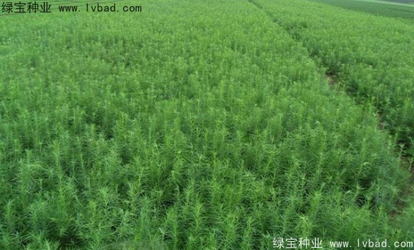 <a href='http:///linmuzhongzi/1751.html' target='_blank'>落葉松種子</a>