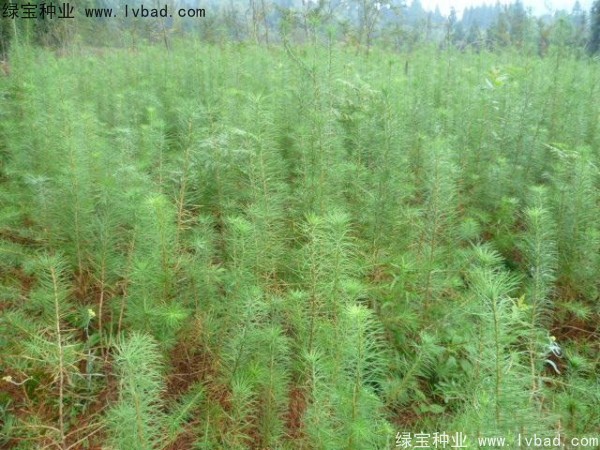 落葉松<a href='http:///' target='_blank'>種子</a>
