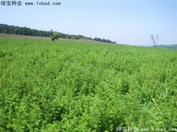 落葉松<a href='http:///' target='_blank'>種子</a>