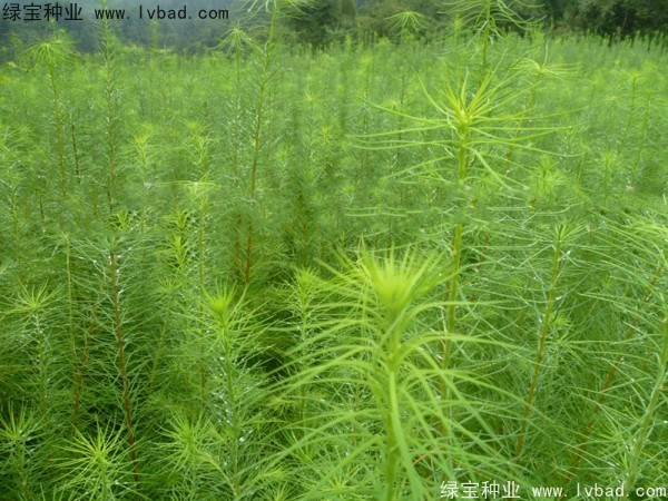落葉松<a href='http:///' target='_blank'>種子</a>