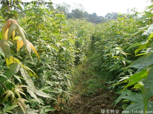<a href='http:///linmuzhongzi/1752.html' target='_blank'>青楓</a><a href='http:///' target='_blank'>種子</a>