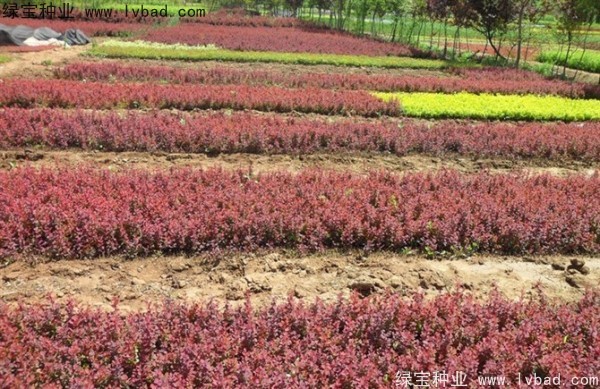<a href='http:///linmuzhongzi/1753.html' target='_blank'>紅葉小檗種子</a>