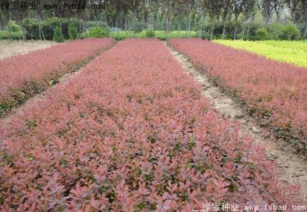 紅葉小檗<a href='http:///' target='_blank'>種子</a>