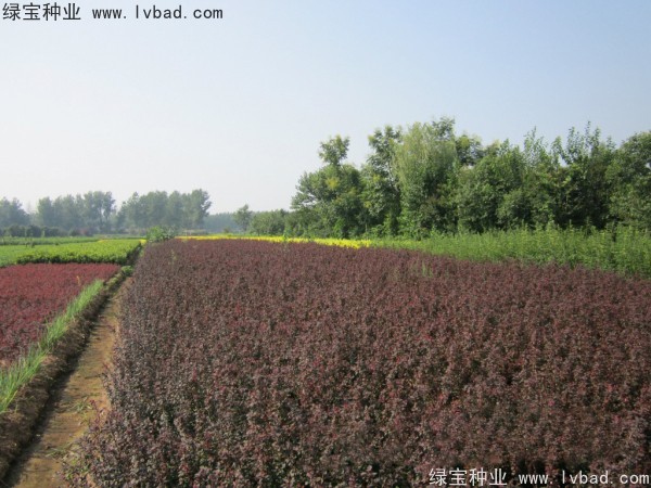 <a href='http:///linmuzhongzi/1753.html' target='_blank'>紅葉小檗種子</a>