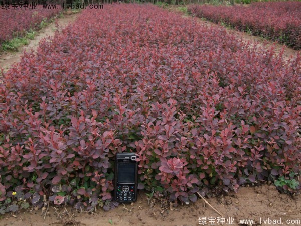 <a href='http:///linmuzhongzi/1753.html' target='_blank'>紅葉小檗</a>