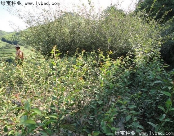 <a href='http:///linmuzhongzi/1754.html' target='_blank'>垂絲海棠種子</a>