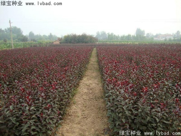 <a href='http:///linmuzhongzi/1756.html' target='_blank'>紅葉李種子</a>