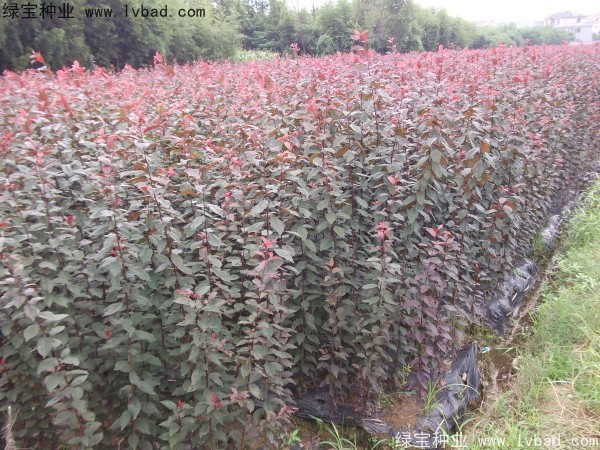 <a href='http:///linmuzhongzi/1756.html' target='_blank'>紅葉李</a><a href='http:///' target='_blank'>種子</a>