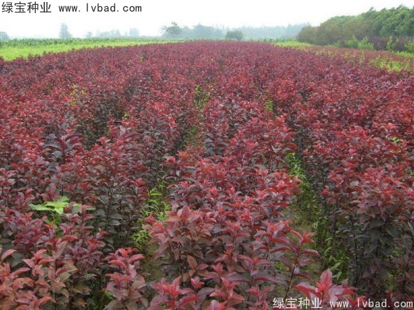 紅葉李<a href='http:///' target='_blank'>種子</a>