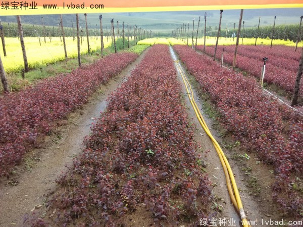 <a href='http:///linmuzhongzi/1756.html' target='_blank'>紅葉李種子</a>