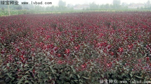 紅葉李<a href='http:///' target='_blank'>種子</a>