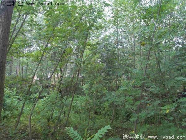 <a href='http:///linmuzhongzi/1763.html' target='_blank'>楓楊種子</a>