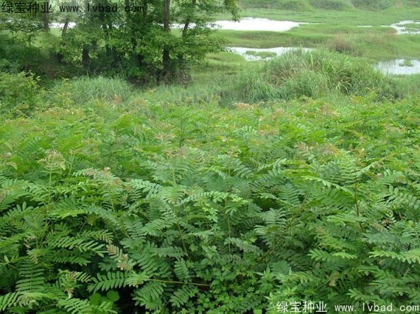 楓楊<a href='http:///' target='_blank'>種子</a>