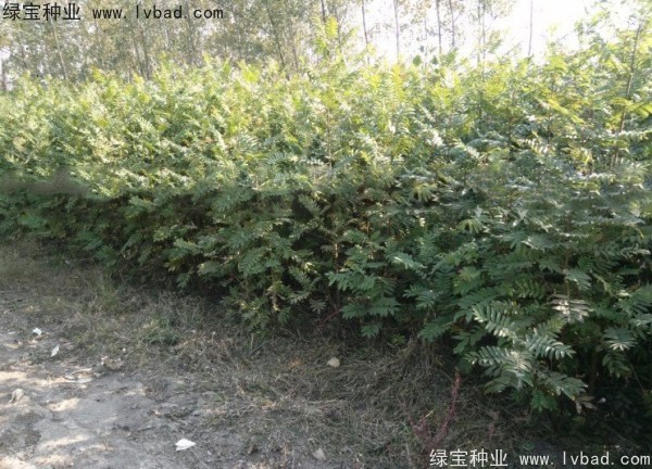 <a href='http:///linmuzhongzi/1763.html' target='_blank'>楓楊種子</a>