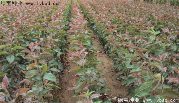 <a href='http:///linmuzhongzi/1766.html' target='_blank'>海棠種子</a>