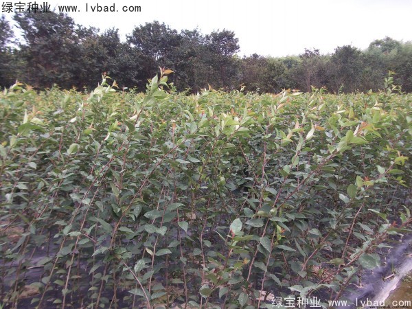 <a href='http:///linmuzhongzi/1766.html' target='_blank'>海棠種子</a>