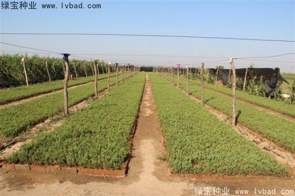 <a href='http:///linmuzhongzi/1767.html' target='_blank'>檜柏種子</a>